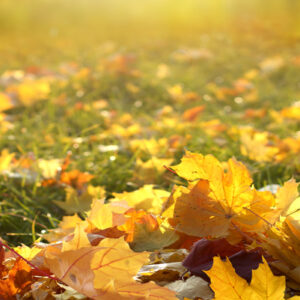 IS FALL A SEASON OF HEALING?