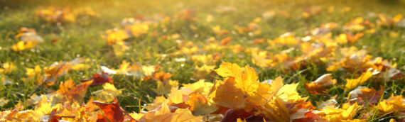 IS FALL A SEASON OF HEALING?